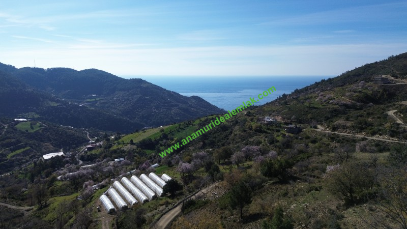 ANAMUR UCARIDA SATILIK 11500 M2 TARLA
