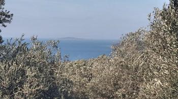 Ayvalık Cunda Adasında, Deniz Manzaralı Satılık Zeytinlik...