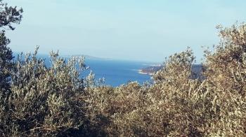 Ayvalık Cunda Adasında, Deniz Manzaralı Satılık Zeytinlik...