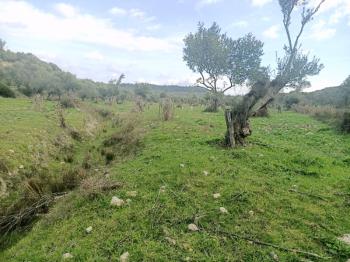 Ayvalık Kazım Karabekir' de, Satılık Bakımlı Zeytinlik.