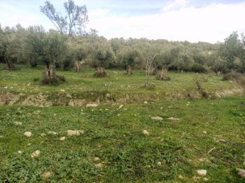 Ayvalık Kazım Karabekir' de, Satılık Bakımlı Zeytinlik.