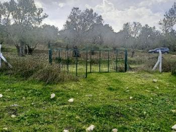 Ayvalık Kazım Karabekir' de, Satılık Bakımlı Zeytinlik.