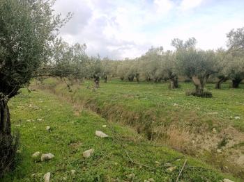 Ayvalık Kazım Karabekir' de, Satılık Bakımlı Zeytinlik.