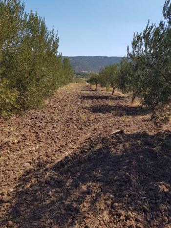 Ayvalık Çakmak Köyünde, Yola Cepheli Satılık Tarla.