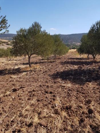 Ayvalık Çakmak Köyünde, Yola Cepheli Satılık Tarla.