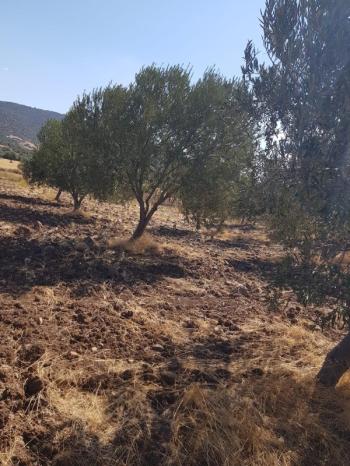 Ayvalık Çakmak Köyünde, Yola Cepheli Satılık Tarla.