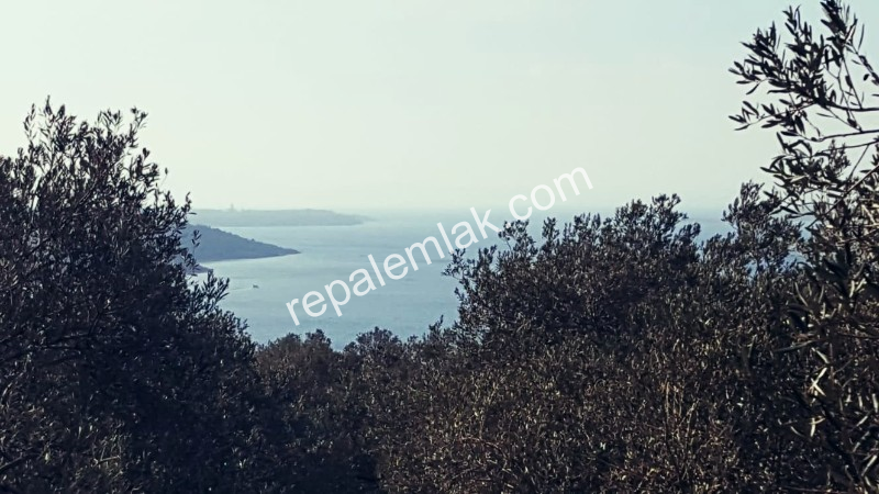Ayvalık Cunda Adasında, Deniz Manzaralı Satılık Zeytinlik...