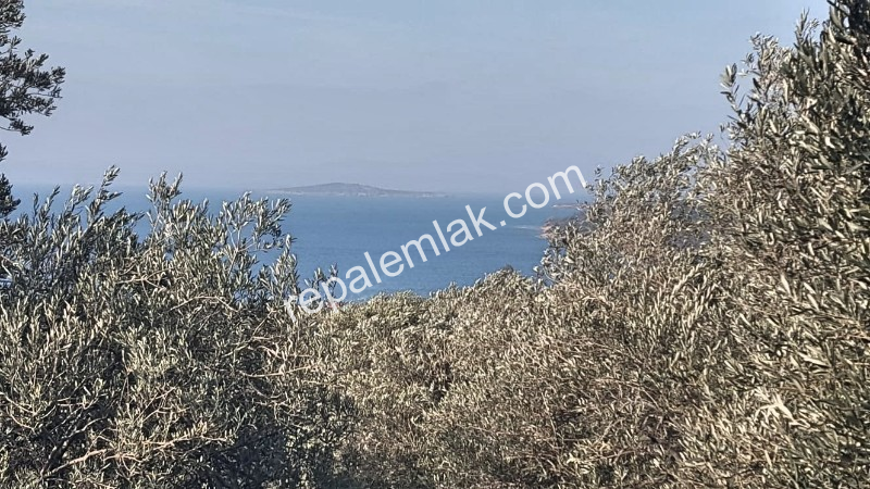 Ayvalık Cunda Adasında, Deniz Manzaralı Satılık Zeytinlik...