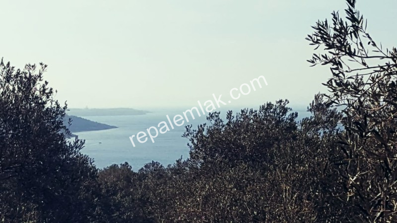 Ayvalık Cunda Adasında, Deniz Manzaralı Satılık Zeytinlik...