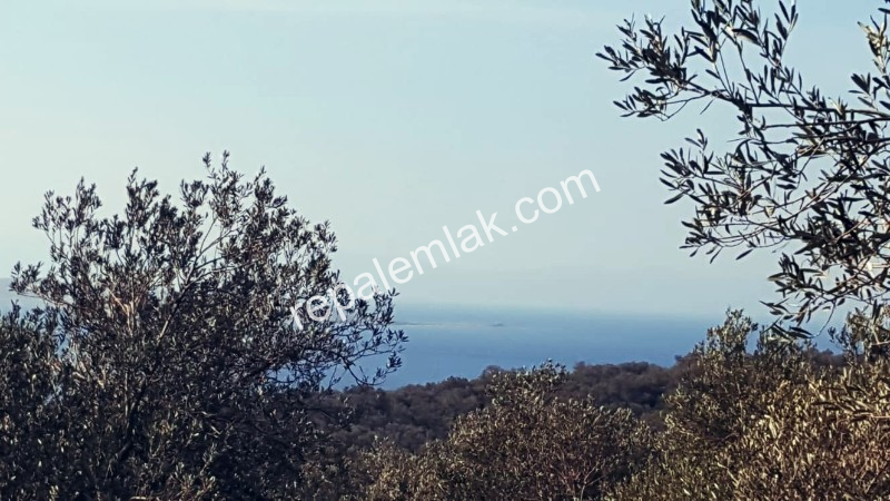 Ayvalık Cunda Adasında, Deniz Manzaralı Satılık Zeytinlik...