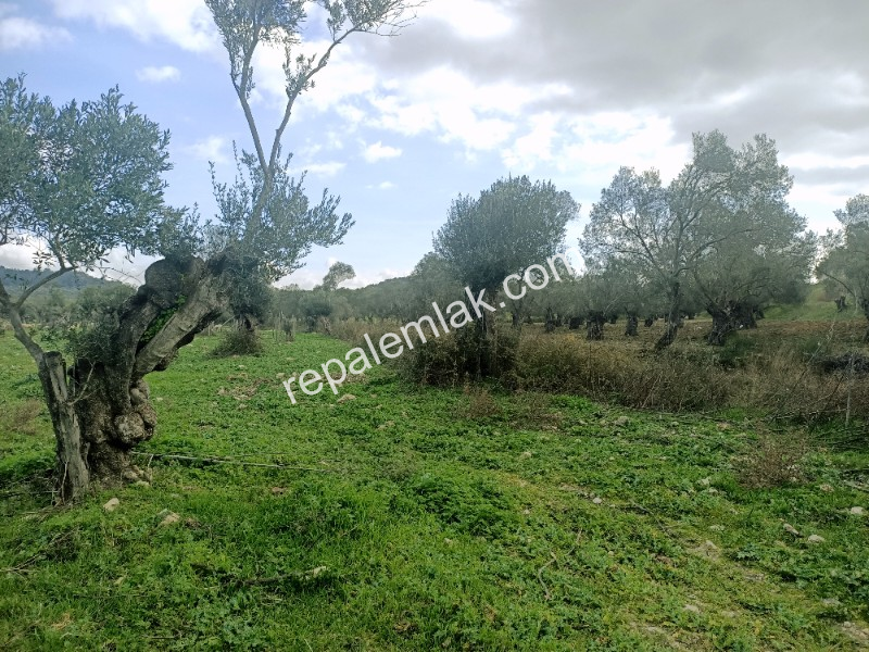Ayvalık Kazım Karabekir' de, Satılık Bakımlı Zeytinlik.