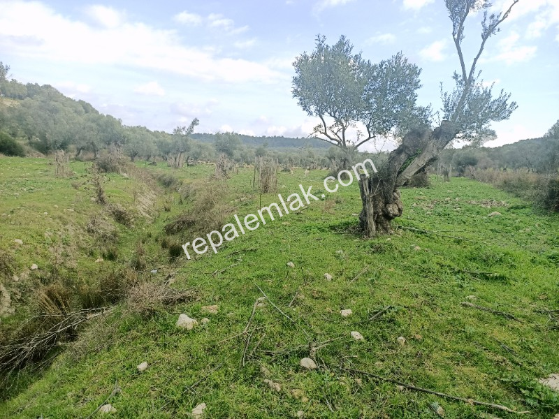 Ayvalık Kazım Karabekir' de, Satılık Bakımlı Zeytinlik.