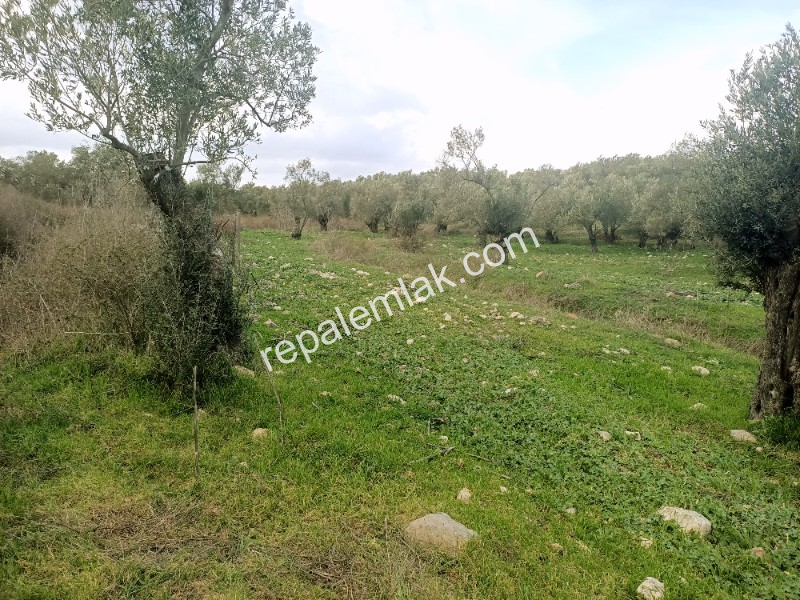 Ayvalık Kazım Karabekir' de, Satılık Bakımlı Zeytinlik.