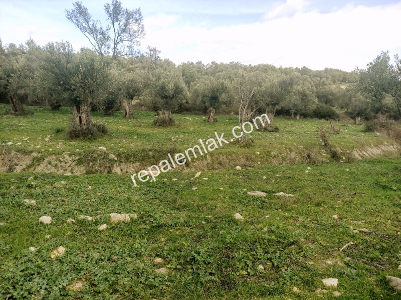 Ayvalık Kazım Karabekir' de, Satılık Bakımlı Zeytinlik.
