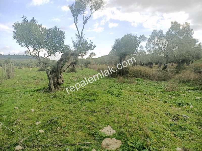 Ayvalık Kazım Karabekir' de, Satılık Bakımlı Zeytinlik.