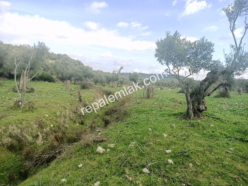 Ayvalık Kazım Karabekir' de, Satılık Bakımlı Zeytinlik.