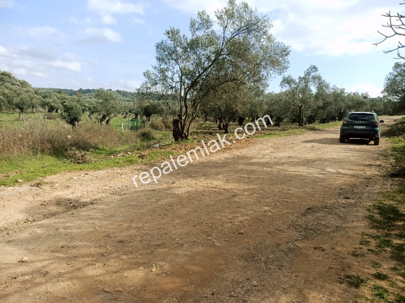 Ayvalık Kazım Karabekir' de, Satılık Bakımlı Zeytinlik.
