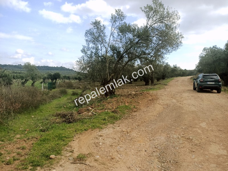 Ayvalık Kazım Karabekir' de, Satılık Bakımlı Zeytinlik.