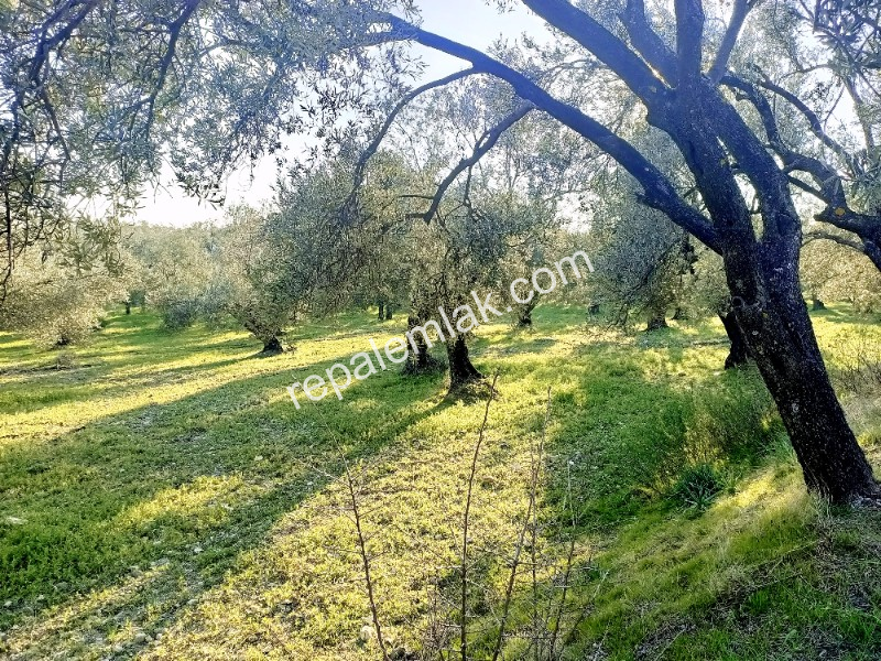 Ayvalık Cunda Adasında, Denize Yakın Satılık Zeytinlik.