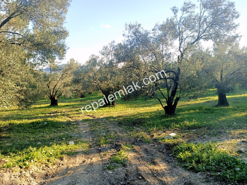 Ayvalık Cunda Adasında, Denize Yakın Satılık Zeytinlik.
