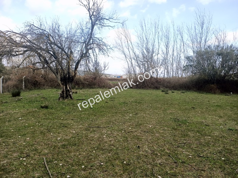 Ayvalık Küçükköy' de, Bakımlı Satılık Zeytinlik.