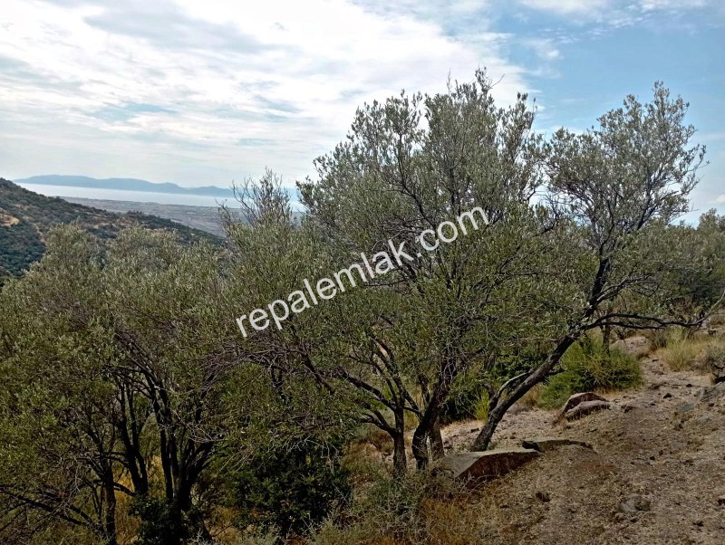 İzmir Dikili' de, Deniz Manzaralı Bakımlı Satılık Zeytinlik.