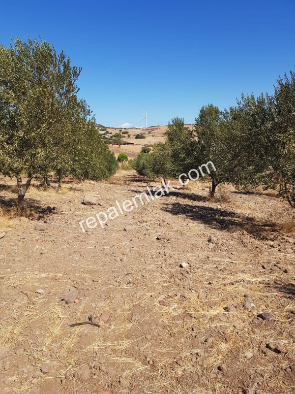 Ayvalık Çakmak Köyünde, Yola Cepheli Satılık Tarla.