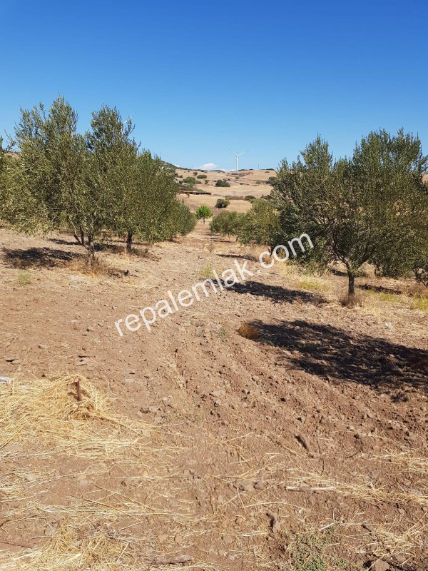 Ayvalık Çakmak Köyünde, Yola Cepheli Satılık Tarla.
