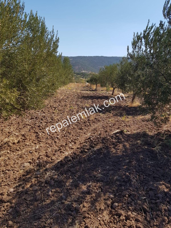 Ayvalık Çakmak Köyünde, Yola Cepheli Satılık Tarla.