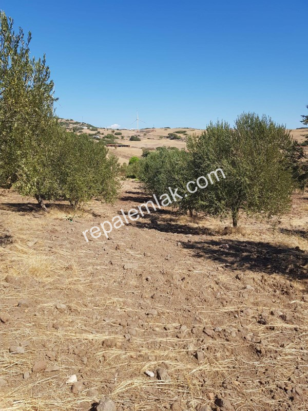 Ayvalık Çakmak Köyünde, Yola Cepheli Satılık Tarla.