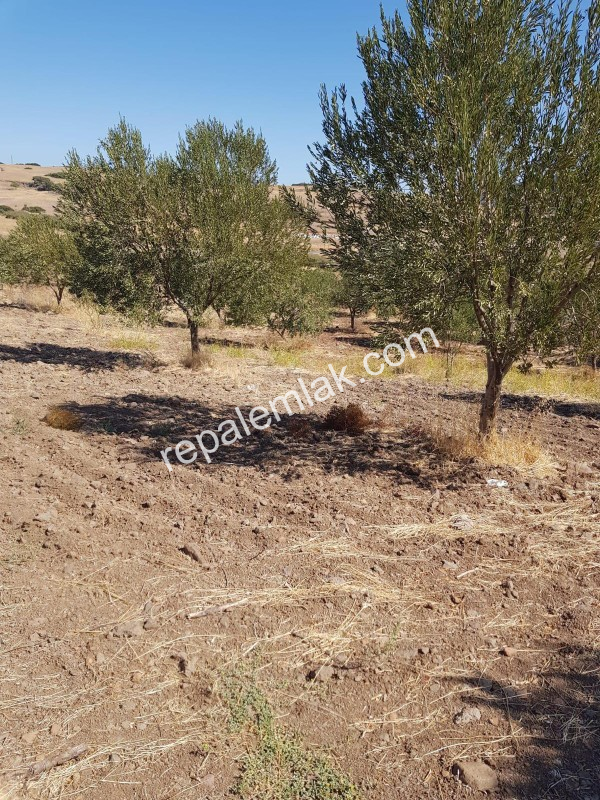 Ayvalık Çakmak Köyünde, Yola Cepheli Satılık Tarla.