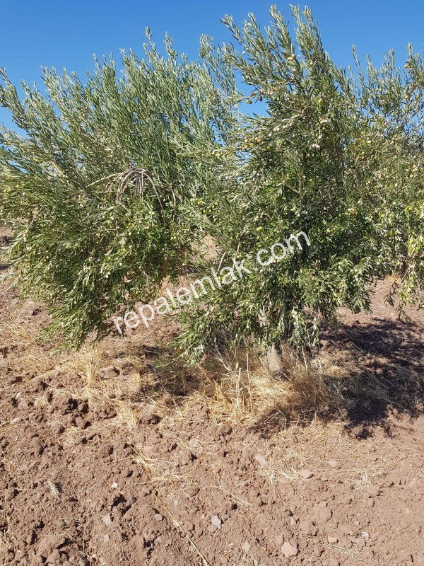 Ayvalık Çakmak Köyünde, Yola Cepheli Satılık Tarla.