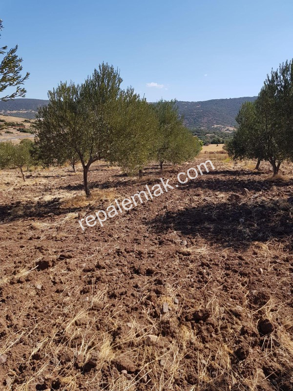 Ayvalık Çakmak Köyünde, Yola Cepheli Satılık Tarla.