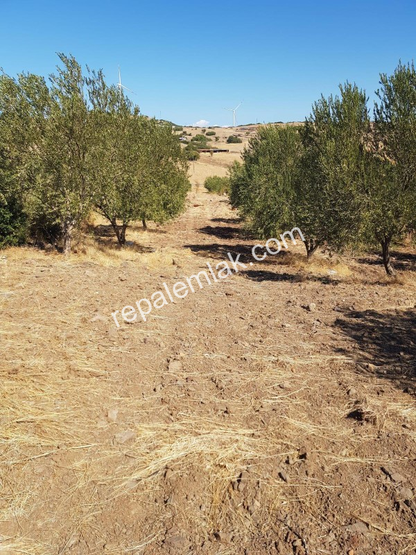 Ayvalık Çakmak Köyünde, Yola Cepheli Satılık Tarla.