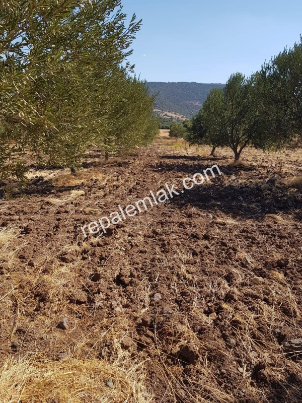 Ayvalık Çakmak Köyünde, Yola Cepheli Satılık Tarla.