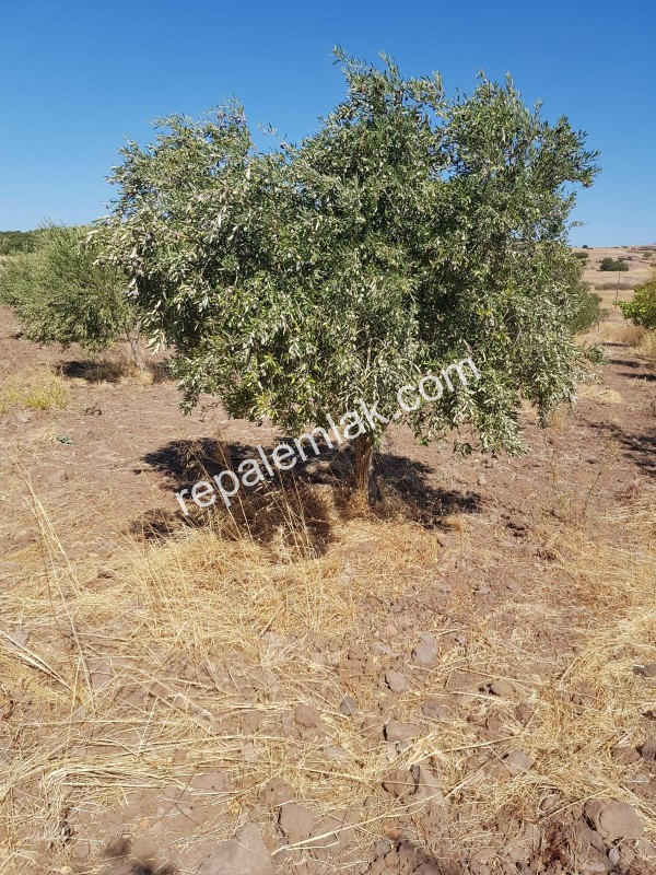 Ayvalık Çakmak Köyünde, Yola Cepheli Satılık Tarla.