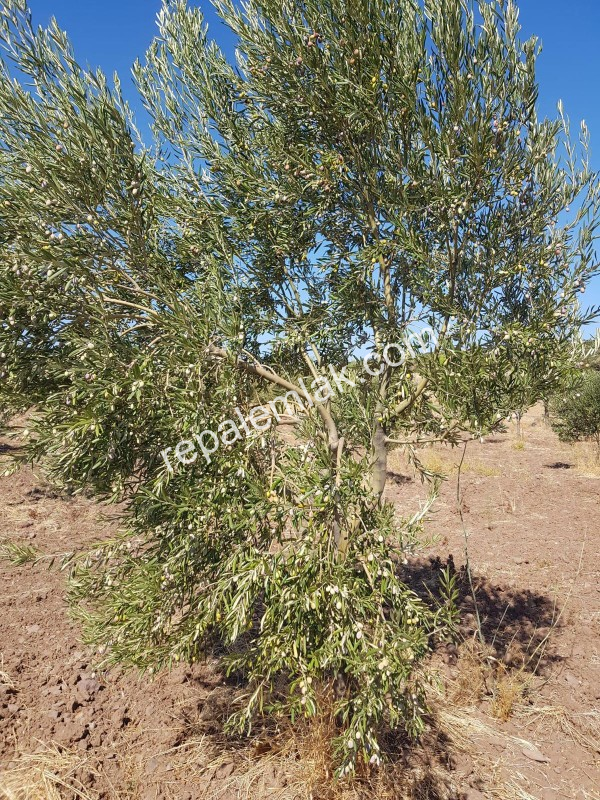 Ayvalık Çakmak Köyünde, Yola Cepheli Satılık Tarla.