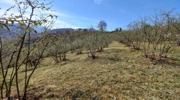 BEŞİKDÜZÜ VARDALLI'DA SATILIK 8.200 M2 BAHÇE