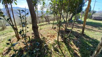 BEŞİKDÜZÜ VARDALLI'DA SATILIK 8.200 M2 BAHÇE