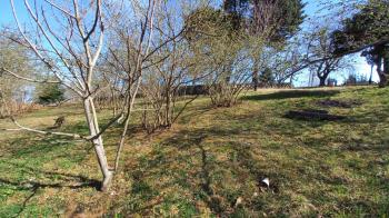 BEŞİKDÜZÜ VARDALLI'DA SATILIK 8.200 M2 BAHÇE