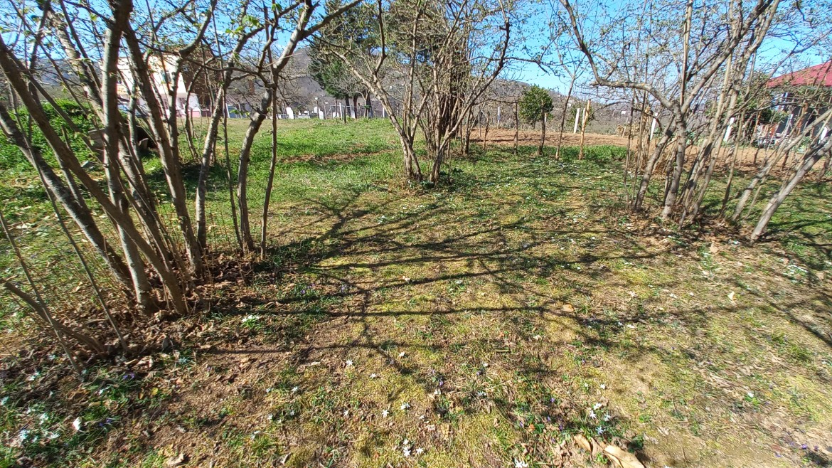 BEŞİKDÜZÜ VARDALLI'DA SATILIK 8.200 M2 BAHÇE