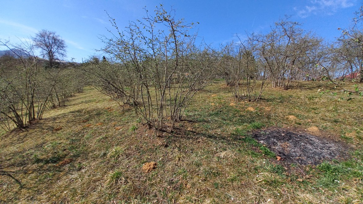 BEŞİKDÜZÜ VARDALLI'DA SATILIK 8.200 M2 BAHÇE