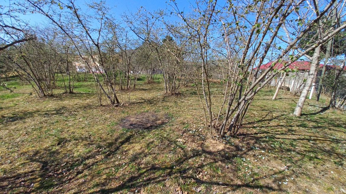 BEŞİKDÜZÜ VARDALLI'DA SATILIK 8.200 M2 BAHÇE