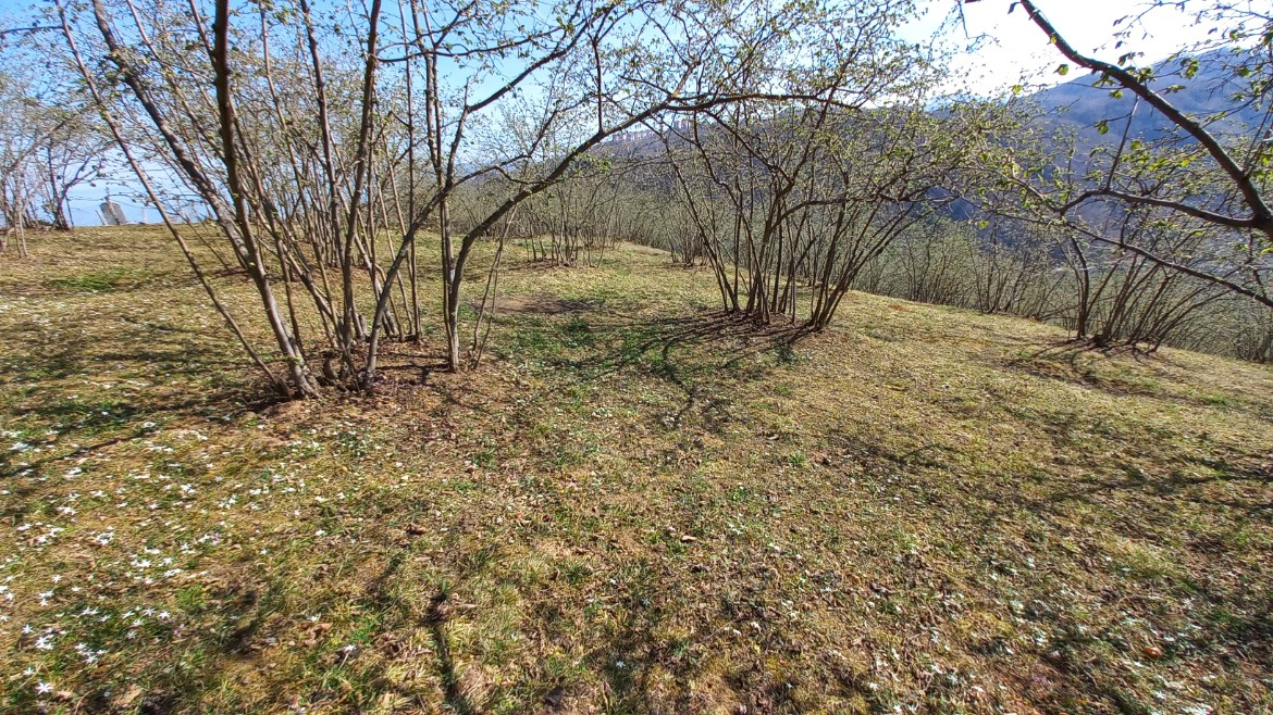BEŞİKDÜZÜ VARDALLI'DA SATILIK 8.200 M2 BAHÇE