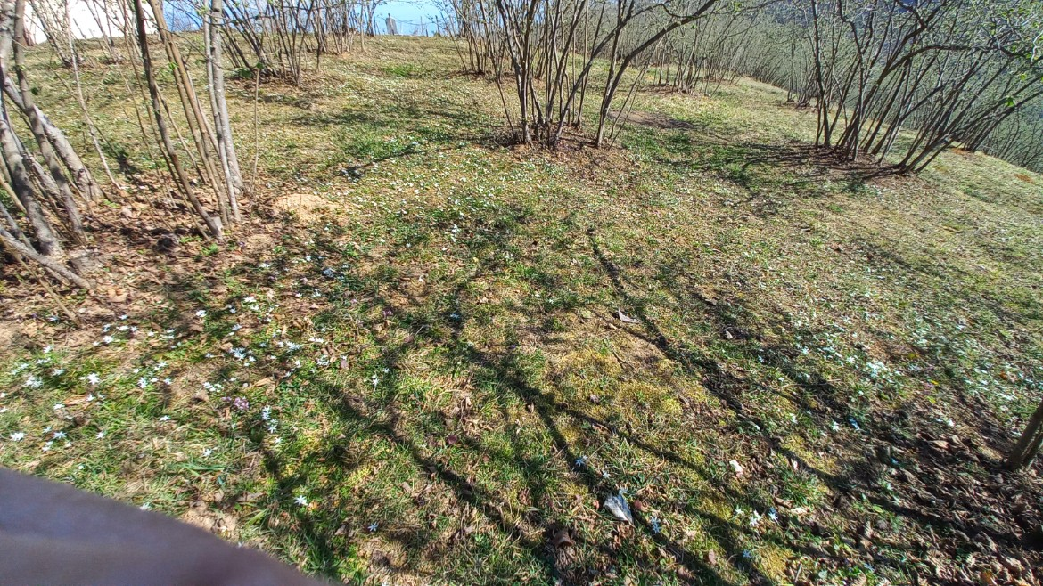 BEŞİKDÜZÜ VARDALLI'DA SATILIK 8.200 M2 BAHÇE