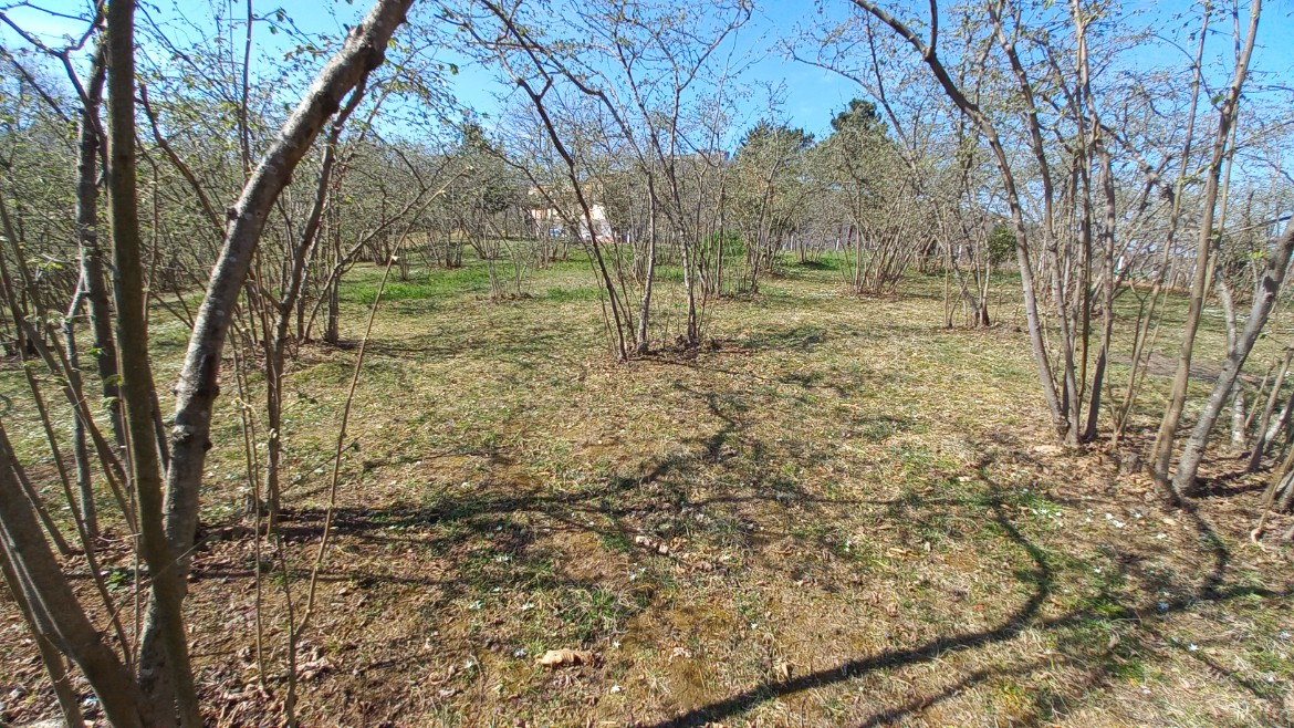 BEŞİKDÜZÜ VARDALLI'DA SATILIK 8.200 M2 BAHÇE