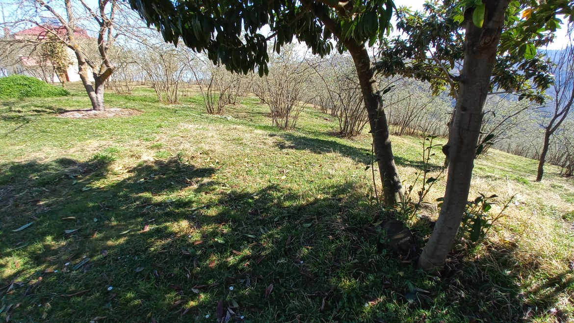 BEŞİKDÜZÜ VARDALLI'DA SATILIK 8.200 M2 BAHÇE