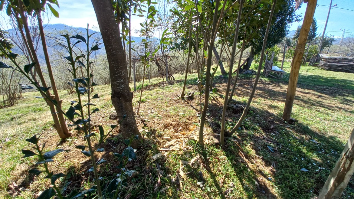 BEŞİKDÜZÜ VARDALLI'DA SATILIK 8.200 M2 BAHÇE