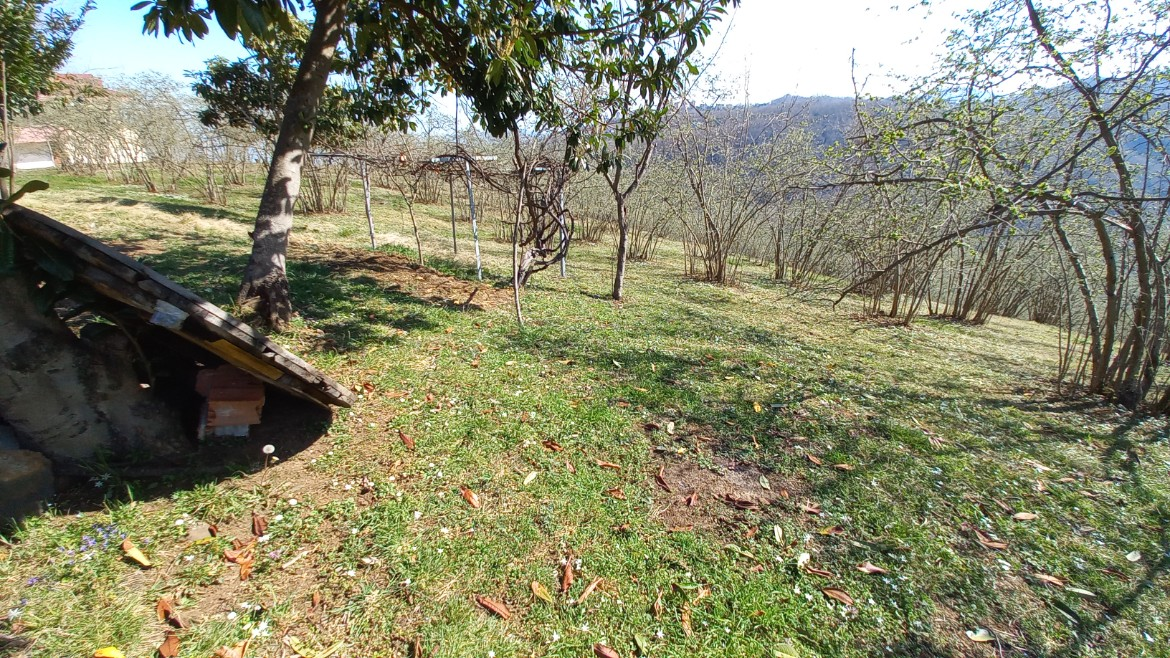 BEŞİKDÜZÜ VARDALLI'DA SATILIK 8.200 M2 BAHÇE