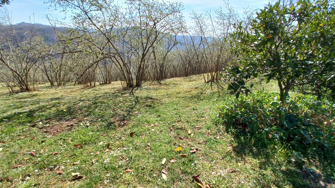 BEŞİKDÜZÜ VARDALLI'DA SATILIK 8.200 M2 BAHÇE